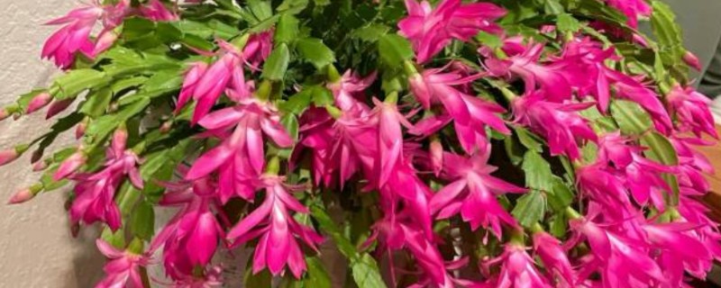 怎么对蟹爪兰剪枝，生长期剪除过于繁密的叶片