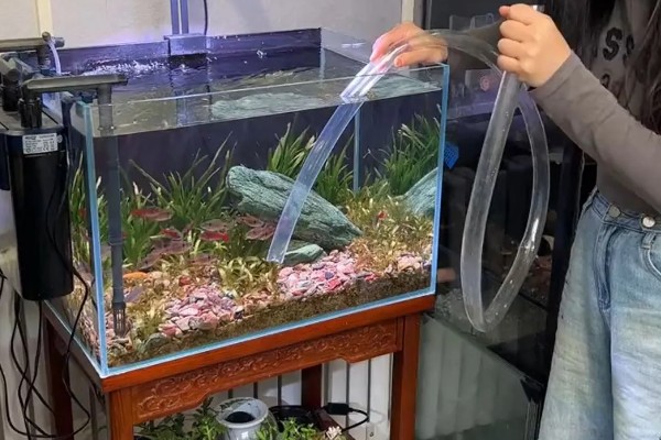金鱼的换水间隔，通常每隔3-4天换一次