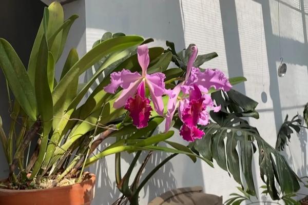 让卡特兰开花的方法，提供充足的光照可促进花朵开放