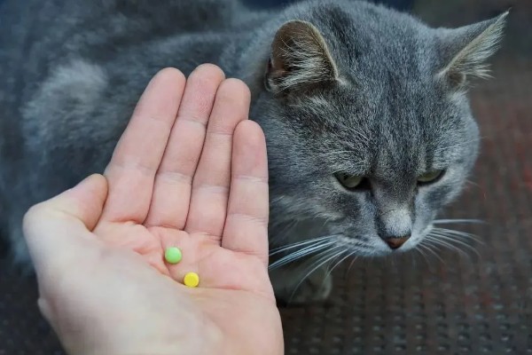 猫拉稀的原因及治疗方式，可能是消化不良或应激反应所致