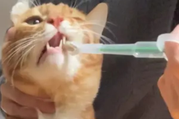 猫拉稀的原因及治疗方式，可能是消化不良或应激反应所致
