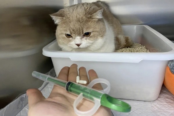 猫拉稀的原因及治疗方式，可能是消化不良或应激反应所致
