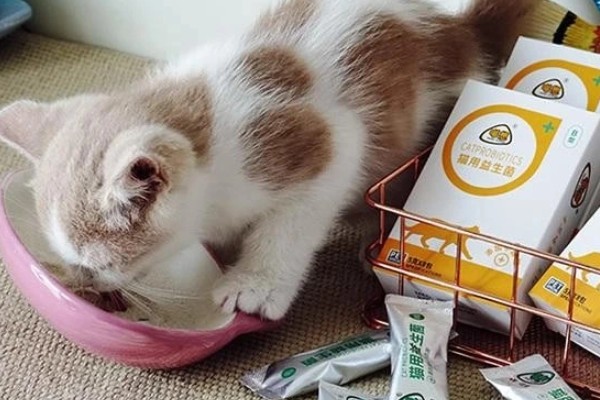 猫拉稀的原因及治疗方式，可能是消化不良或应激反应所致