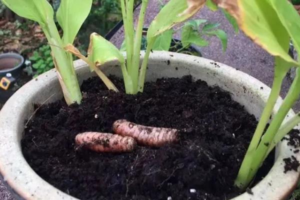 姜花块茎的种植方法，切成适宜大小经过消毒后便可栽种