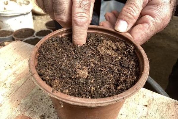 法国风铃花的养殖方法，生长期间需勤施薄肥