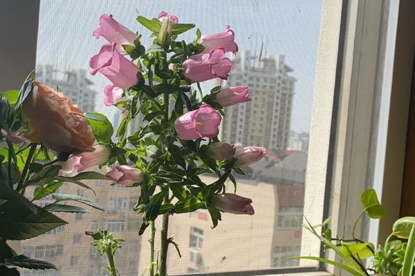 法国风铃花的养殖方法，生长期间需勤施薄肥
