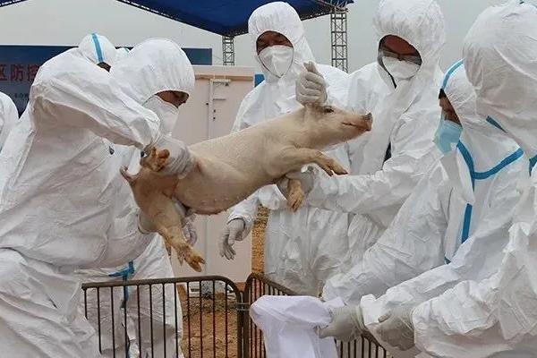 爆发非洲猪瘟怎么办，全面捕杀是最好的控制方式