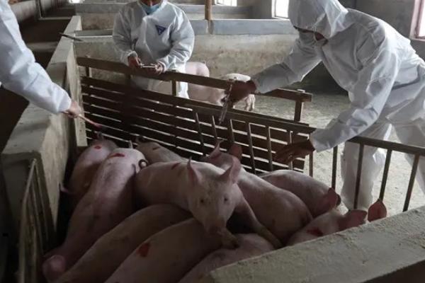 爆发非洲猪瘟怎么办，全面捕杀是最好的控制方式