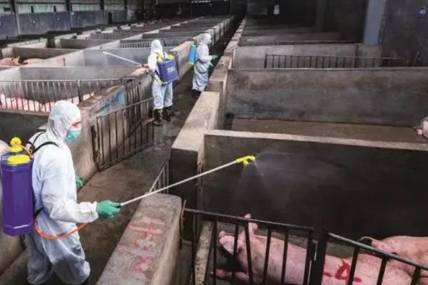 爆发非洲猪瘟怎么办，全面捕杀是最好的控制方式