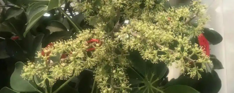发财树开花的寓意，寓意财源滚滚、生财转运等