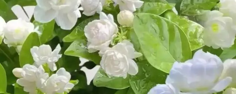 茉莉花如何做到一年开花几次，第一次开要注意薄施勤肥