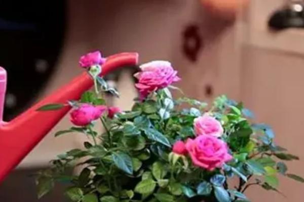 玫瑰花如何插枝，对枝条消毒后再插入土壤中