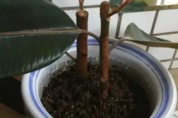 橡皮树如何扦插，枝条剪成12-15厘米的段作为插穗
