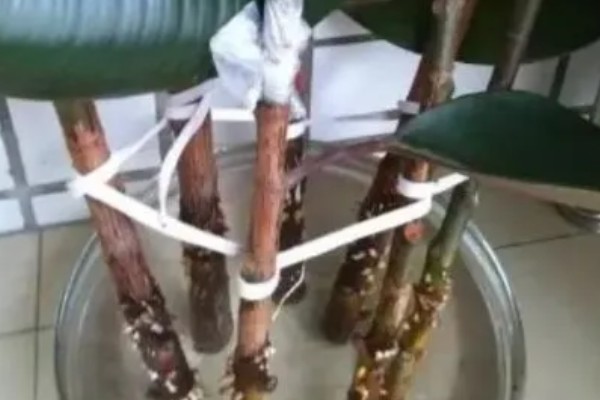 橡皮树如何扦插，枝条剪成12-15厘米的段作为插穗