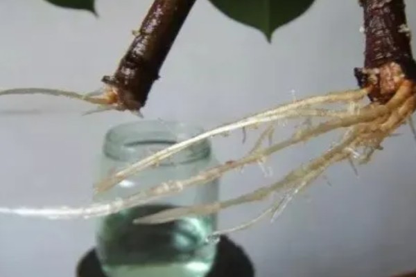 橡皮树如何扦插，枝条剪成12-15厘米的段作为插穗