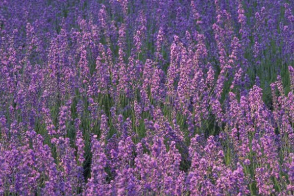 薰衣草的花期，花期是在5-10月份