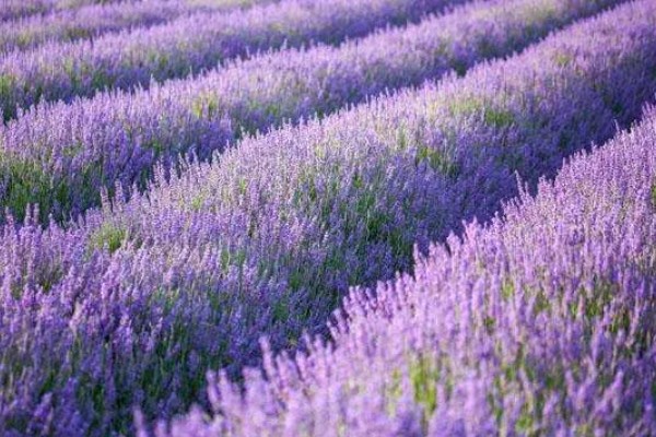 薰衣草的花期，花期是在5-10月份