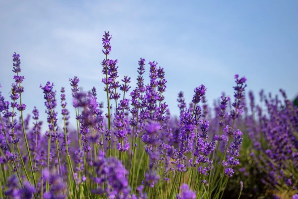 薰衣草的花期，花期是在5-10月份
