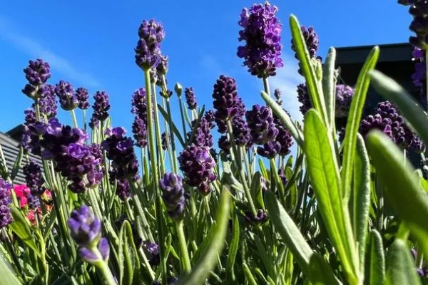 薰衣草的花期，花期是在5-10月份