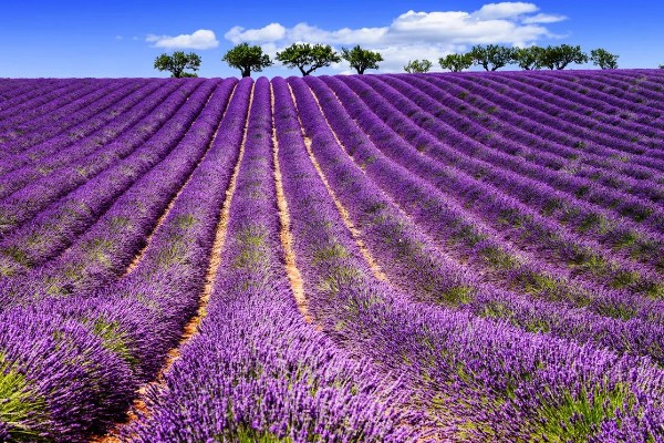 薰衣草的花期，花期是在5-10月份