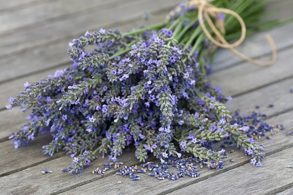 薰衣草的花期，花期是在5-10月份