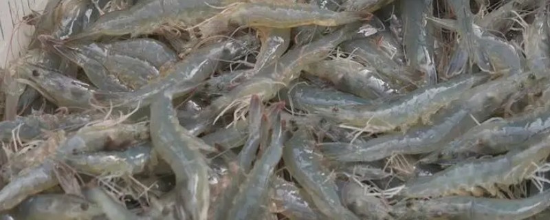 南美白对虾养多久可以上市，通常经过3-6个月即可上市