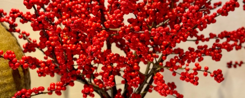 北美冬青的繁殖方法,可播种繁殖、扦插繁殖