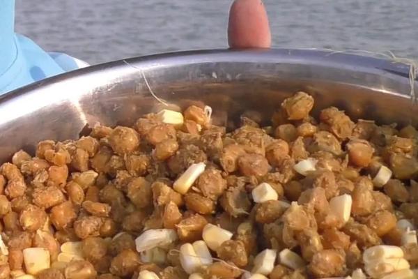 玉米能钓鱼吗，玉米钓鱼的效果比较好