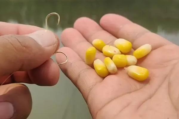 玉米能钓鱼吗，玉米钓鱼的效果比较好