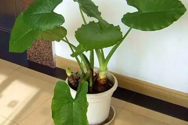 滴水观音可以用羊粪吗，是不可以用羊粪的