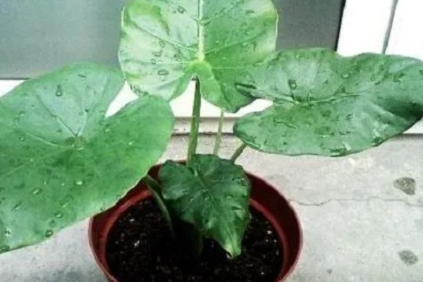 滴水观音可以用羊粪吗，是不可以用羊粪的