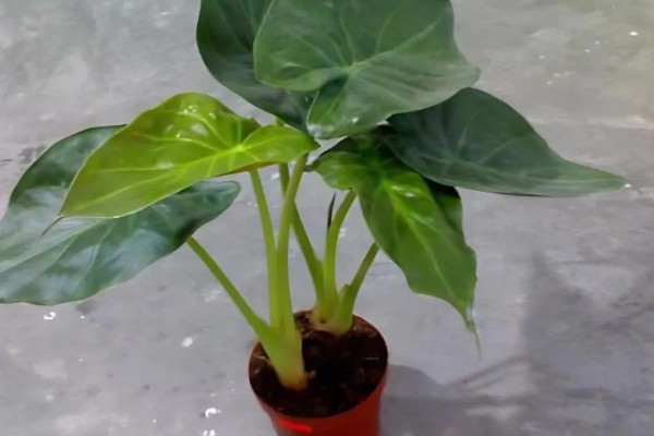 滴水观音可以用羊粪吗，是不可以用羊粪的
