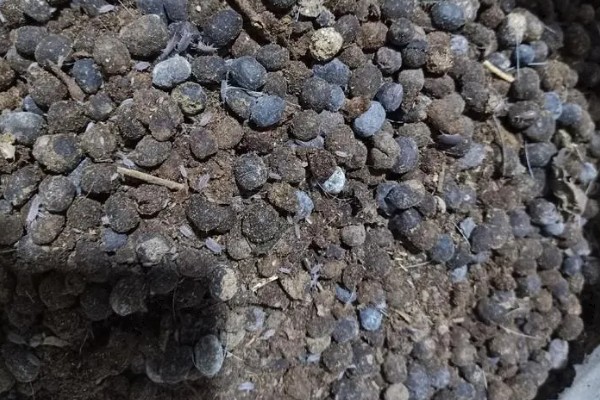 滴水观音可以用羊粪吗，是不可以用羊粪的