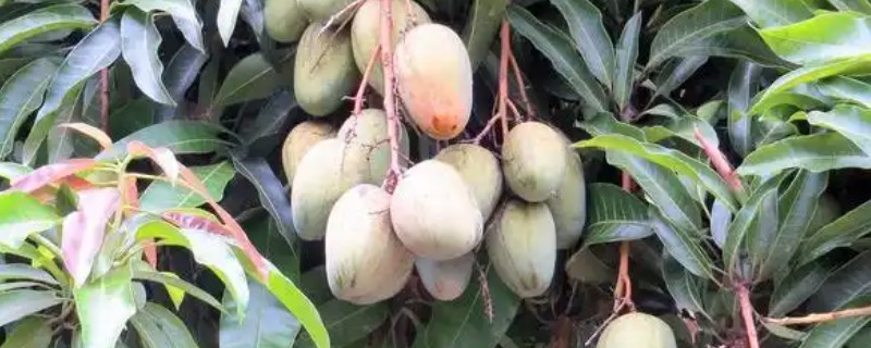 南方适合种什么水果树，适合种芒果、柑橘等