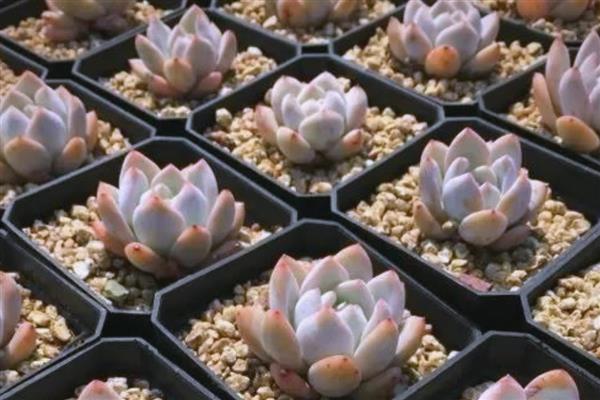 橙梦露的养殖方法，喜欢在光照多的地方生长