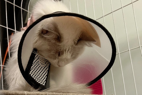 猫咪受伤掉了一块皮怎么处理，要先对伤口进行冲洗