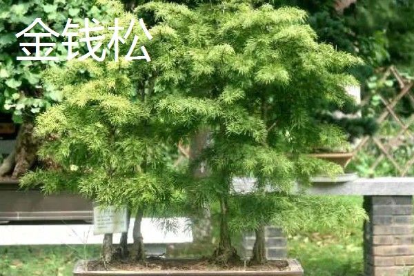 五大公园树种是哪些，包括金钱松、雪松、巨杉等品种