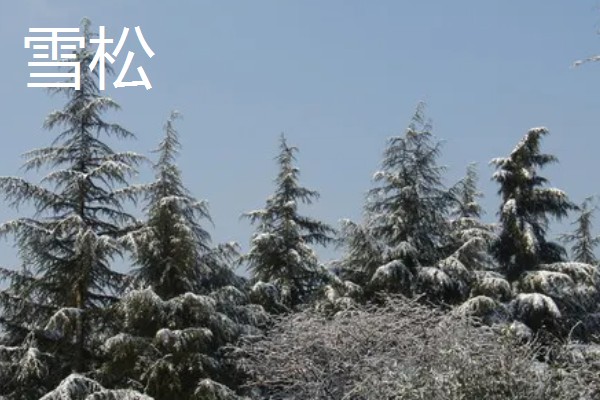 五大公园树种是哪些，包括金钱松、雪松、巨杉等品种