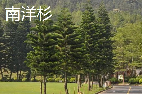 五大公园树种是哪些，包括金钱松、雪松、巨杉等品种