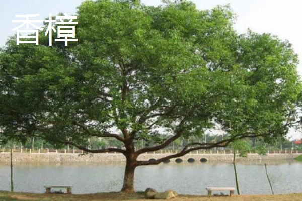 五大公园树种是哪些，包括金钱松、雪松、巨杉等品种