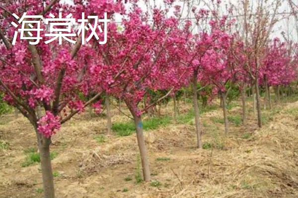 五大公园树种是哪些，包括金钱松、雪松、巨杉等品种