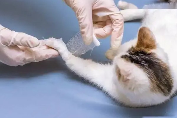 猫咪受伤掉了一块皮怎么处理，要先对伤口进行冲洗