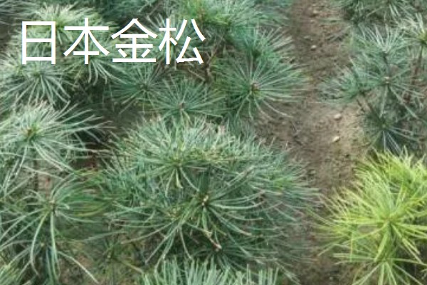 五大公园树种是哪些，包括金钱松、雪松、巨杉等品种