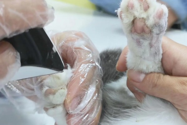 猫咪受伤掉了一块皮怎么处理，要先对伤口进行冲洗