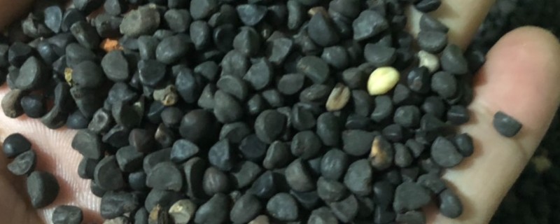 牵牛花种子的种植时间，一般在3-4月份播种