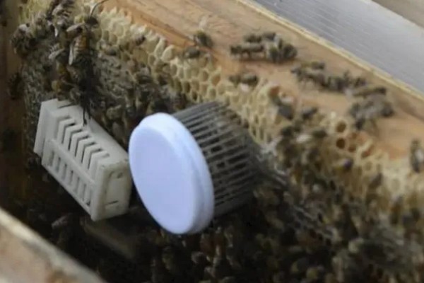蜂王的介入方法，以下三种方式均可选择