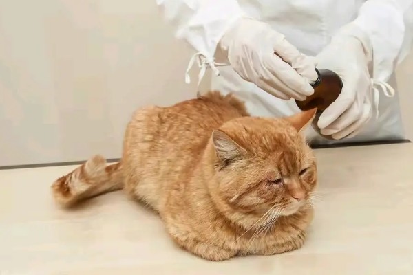 猫咪受伤掉了一块皮怎么处理，要先对伤口进行冲洗