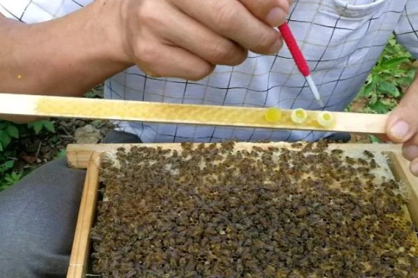 蜂王的介入方法，以下三种方式均可选择