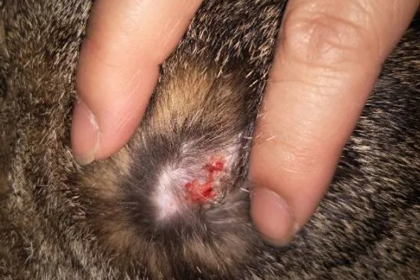猫咪受伤掉了一块皮怎么处理，要先对伤口进行冲洗