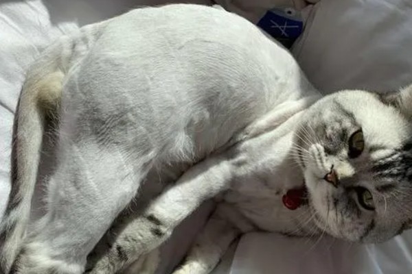猫咪受伤掉了一块皮怎么处理，要先对伤口进行冲洗